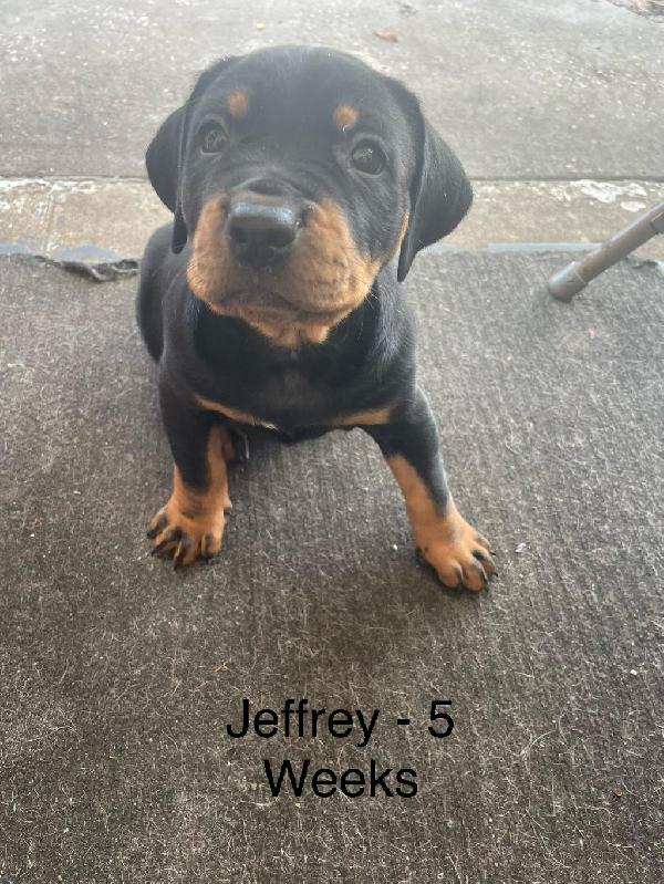 Catahoula Cur