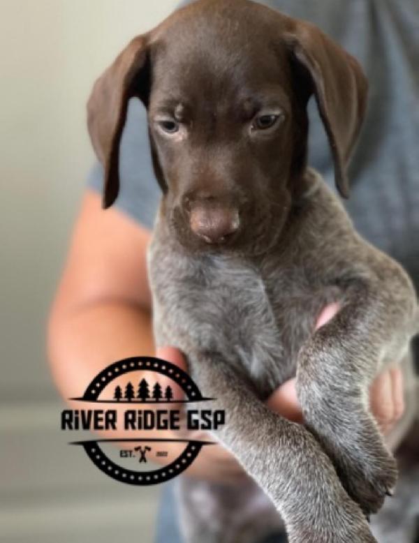 German Shorthaired Pointer