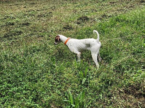 English Pointer