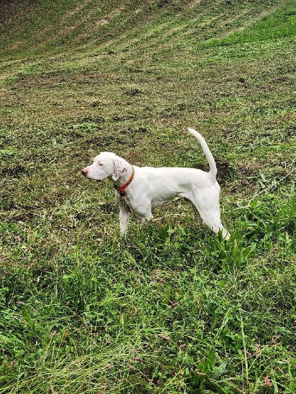 English Pointer