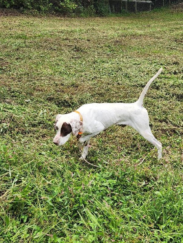 English Pointer