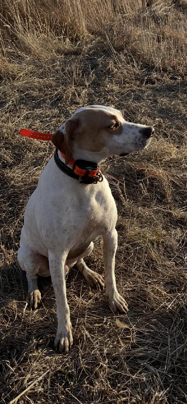 English Pointer