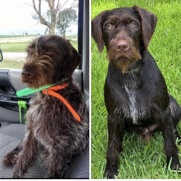 German Wirehaired Pointer