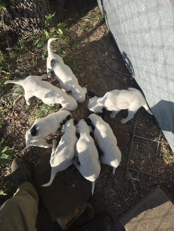 English Setter