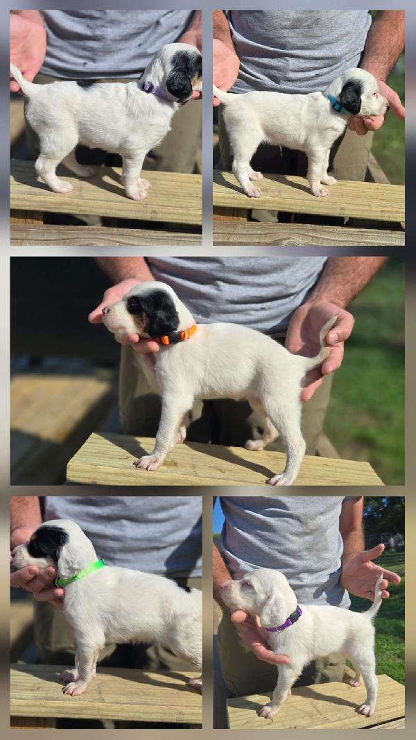 English Setter
