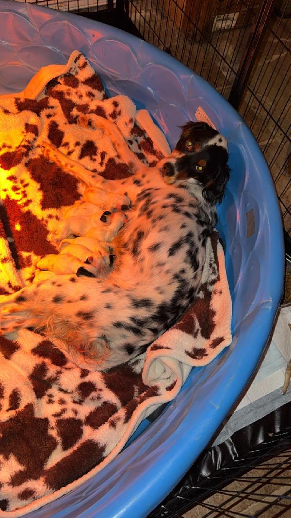 ENGLISH SETTER PUPPIES English Setter