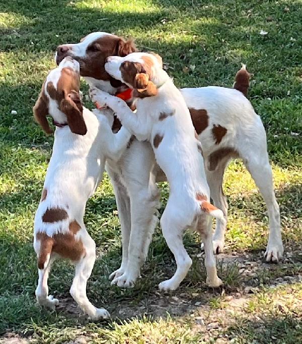 OTTER CREEK PUPS IN ARKANSAS American Brittany