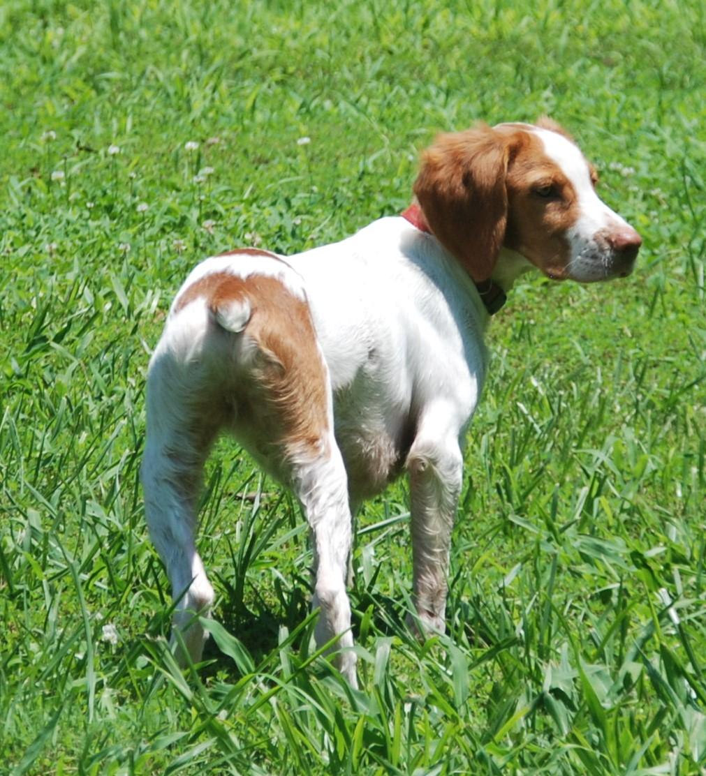 4-MONTH OLD OTTER CREEK BRITTANY MALE American Brittany