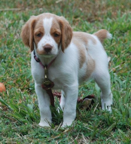 CINNAMON American Brittany