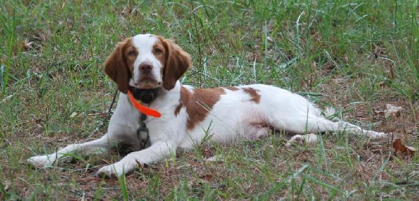 OTTER CREEK STARTED MALE American Brittany