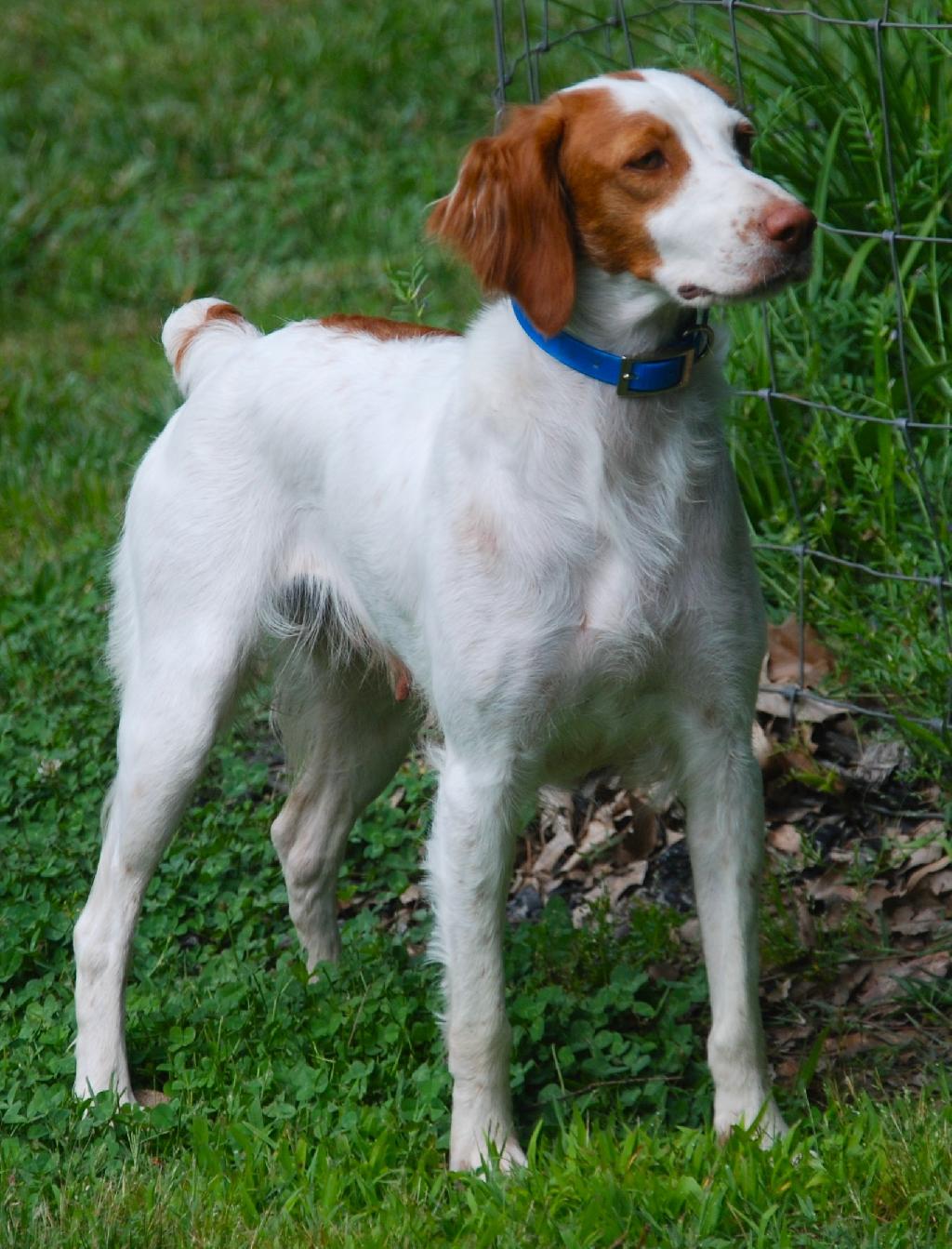 BEAUTIFUL, FINISHED FEMALE BRITTANY, 3-1/2 YR American Brittany