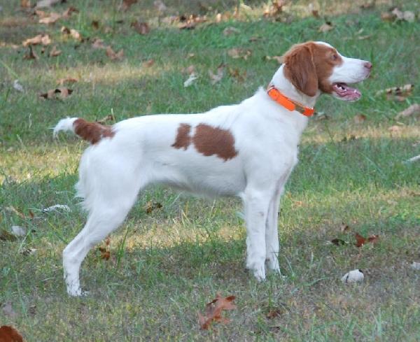 OTTER CREEK 7 MONTH FEMALE BRITTANY American Brittany