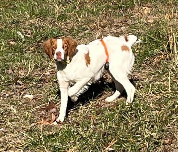 OTTER CREEK STARTED FEMALE American Brittany
