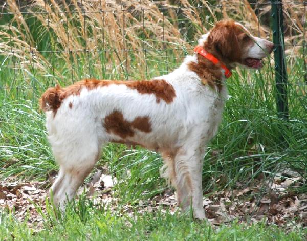 American Brittany