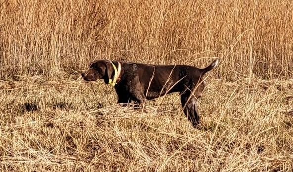 German Shorthaired Pointer