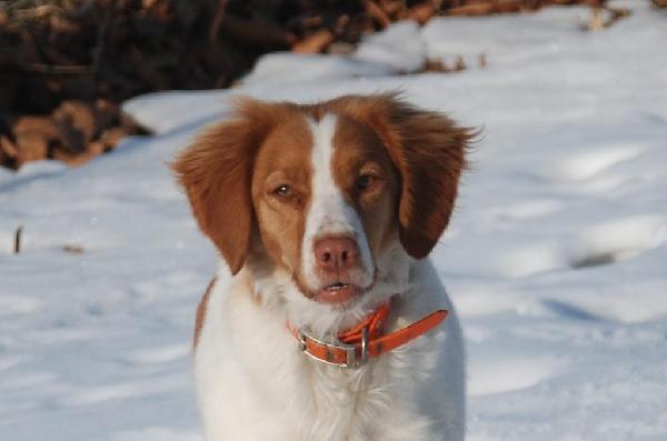 American Brittany