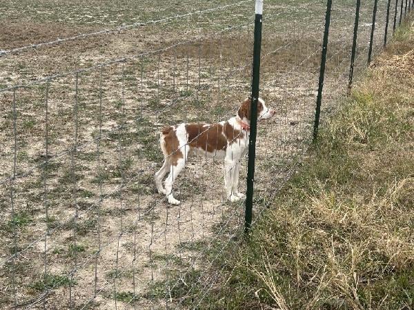 American Brittany