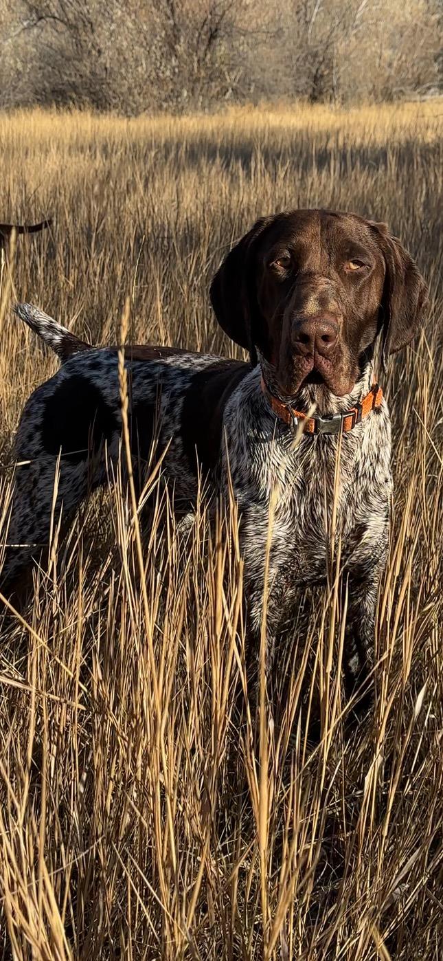 JAM UP BIRD DOG German Shorthaired Pointer