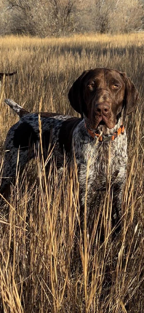 JAM UP BIRD DOG