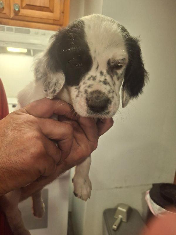 English Setter