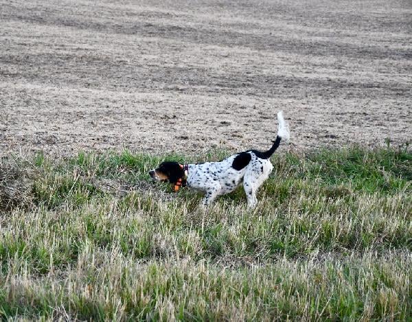 English Setter