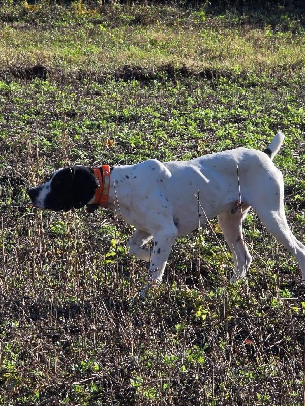 German Shorthaired Pointer