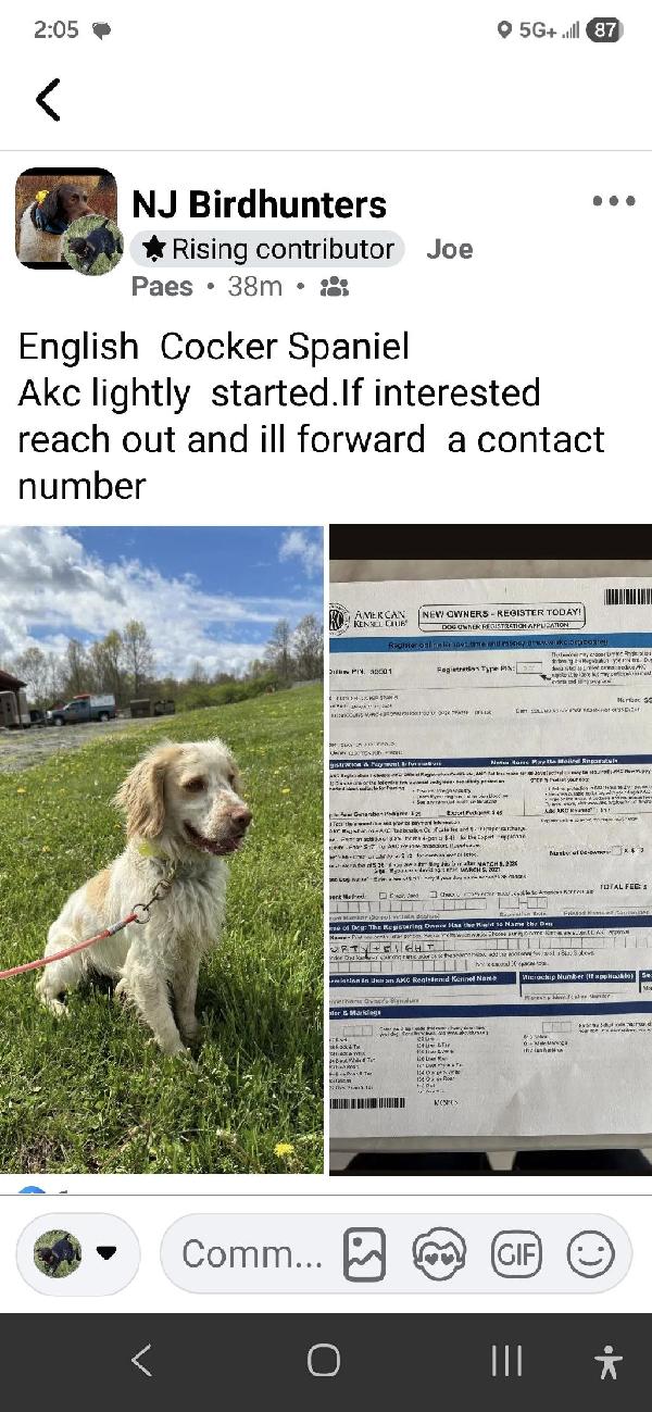 English Cocker Spaniel