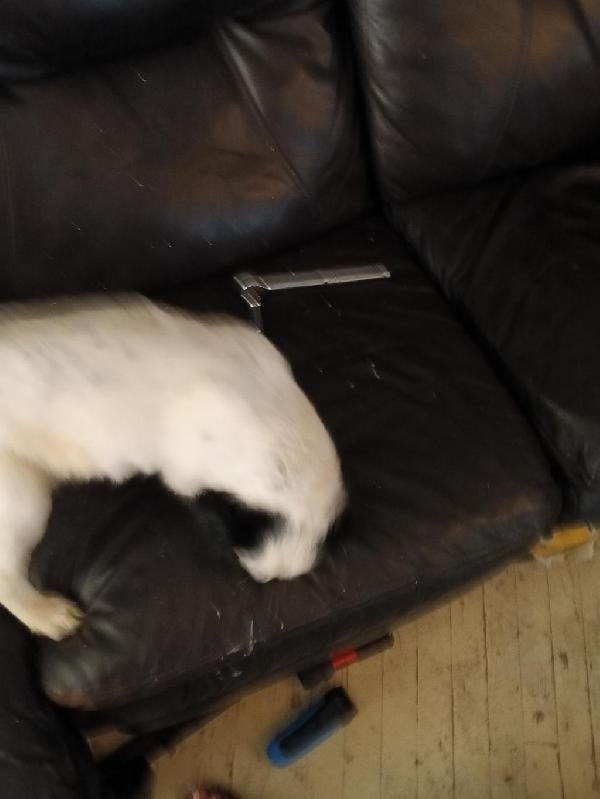 English Setter