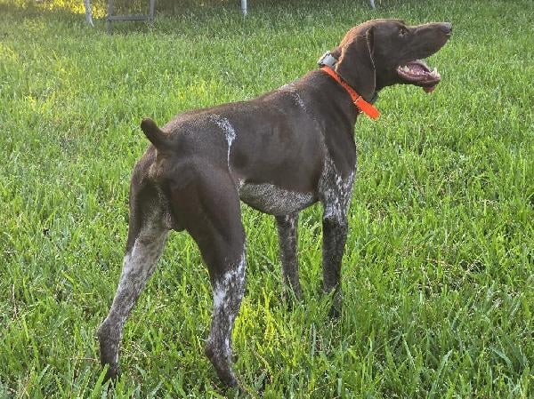 German Shorthaired Pointer