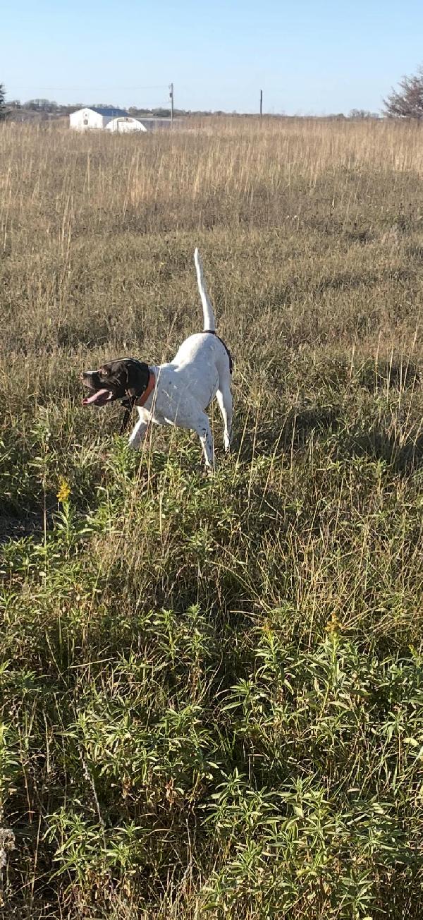 English Pointer