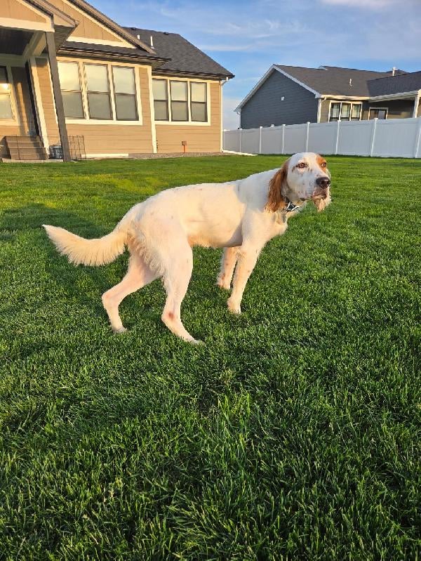 English Setter