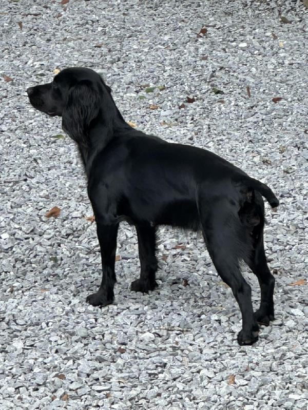 FB ENGLISH COCKER SPANIELS English Cocker Spaniel