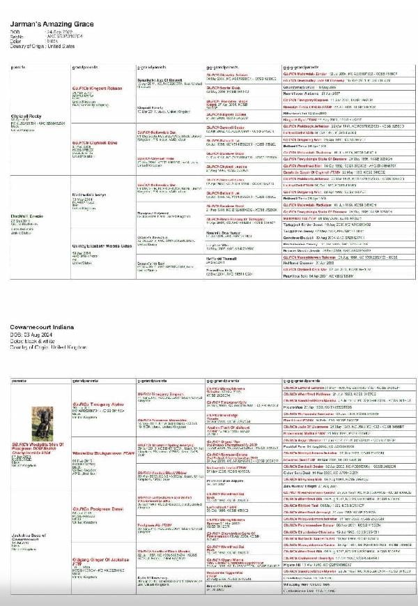 FB ENGLISH COCKER SPANIELS English Cocker Spaniel