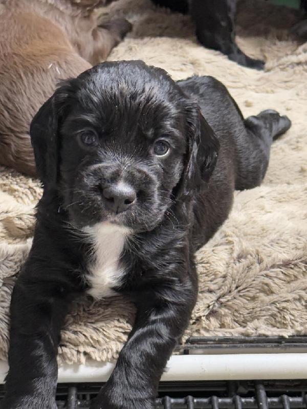 ECS PUPS W/ EXCEPTIONAL PEDIGREES English Cocker Spaniel