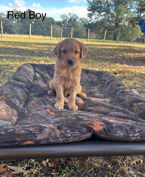 Golden Retriever