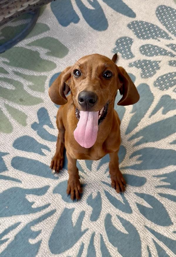 Redbone Coonhound