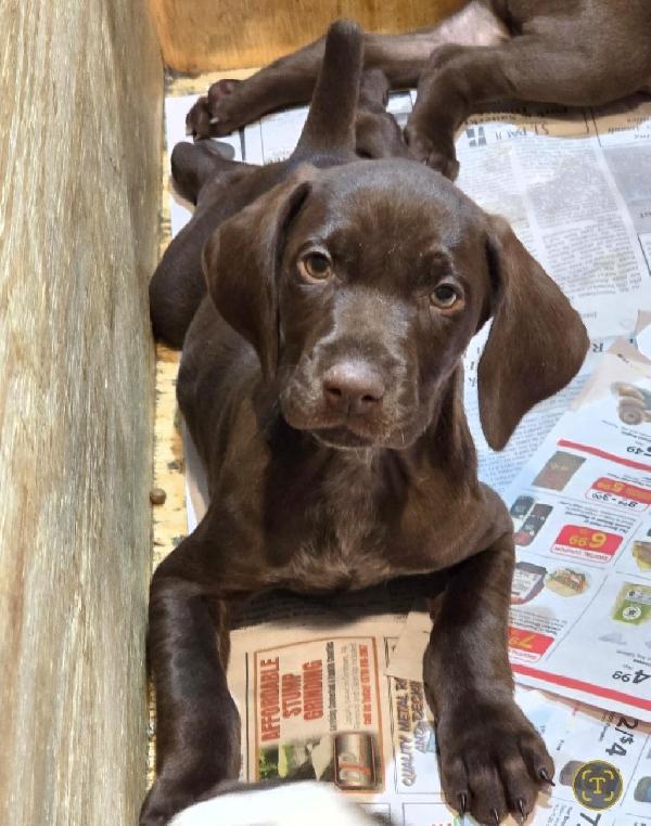 GSP PUPS AVAILABLE German Shorthaired Pointer
