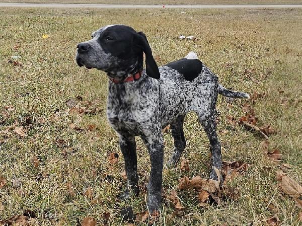 German Shorthaired Pointer
