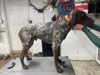 STARTED GSP German Shorthaired Pointer