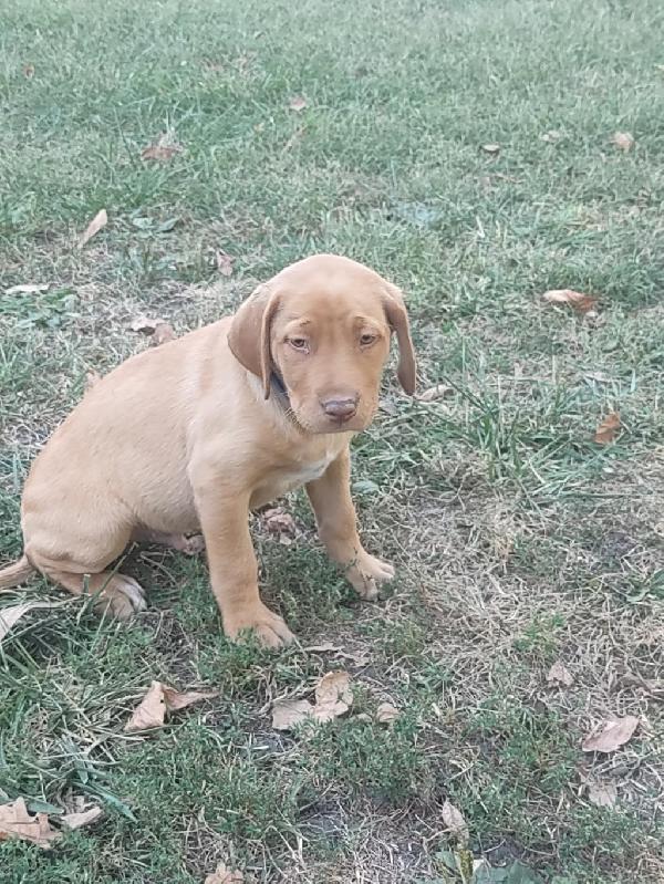 Labrador Retriever