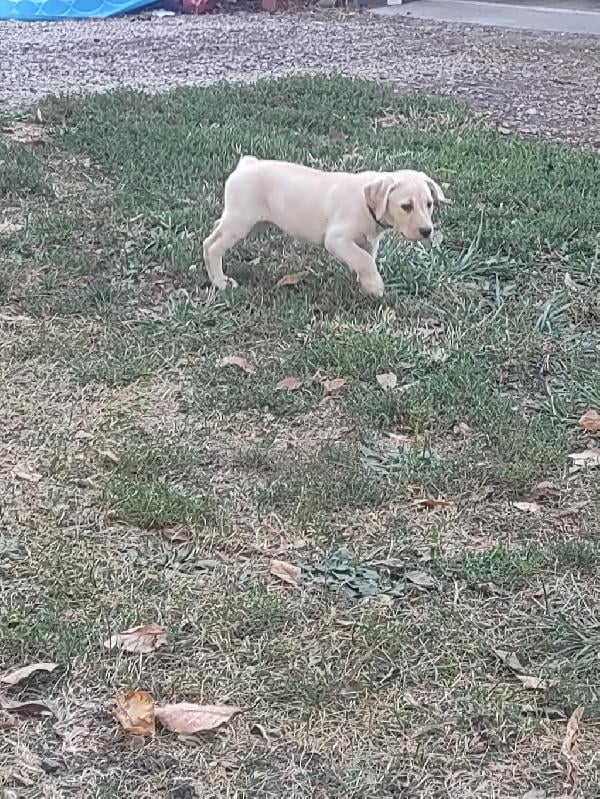 Labrador Retriever