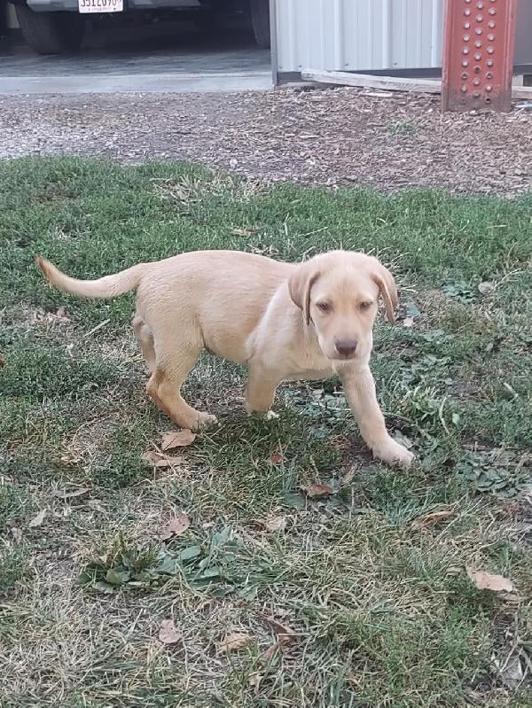 Labrador Retriever