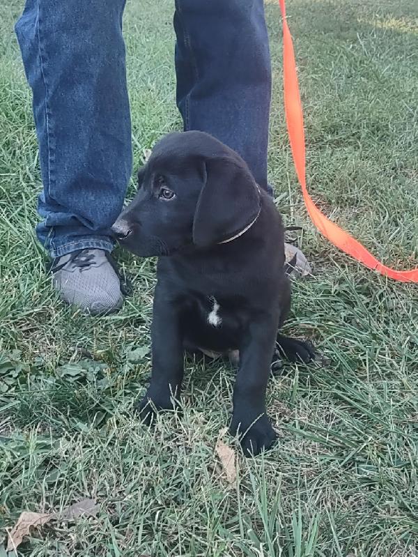 Labrador Retriever