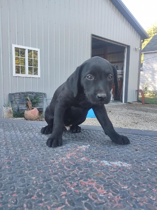 Labrador Retriever