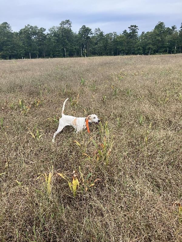 English Pointer
