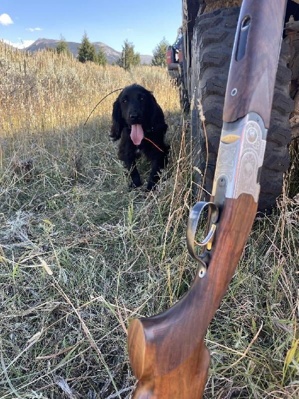 English Cocker Spaniel