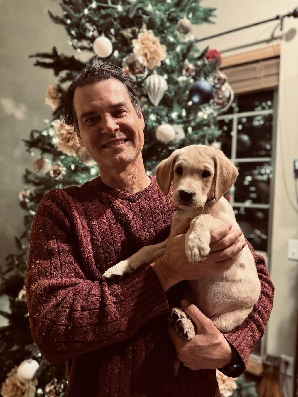 BRITISH LABRADOR PUPPIES British Labrador Retriever