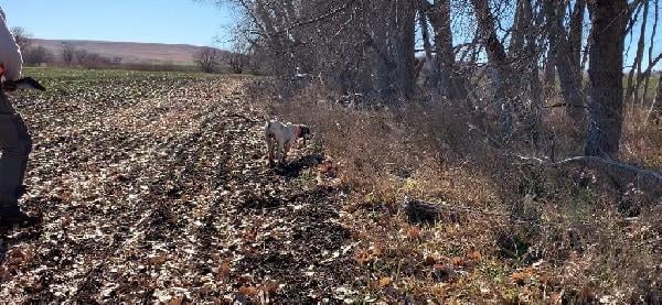 English Pointer