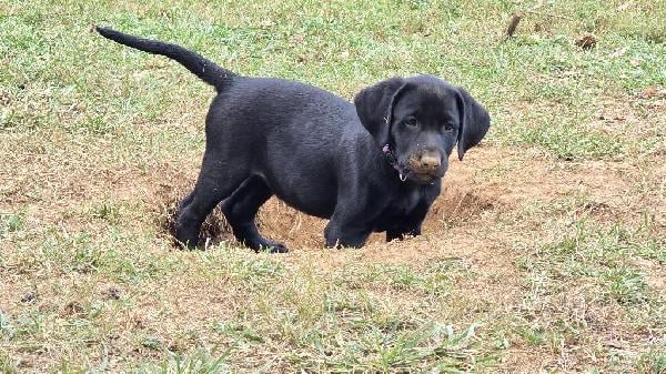 Labrador Retriever