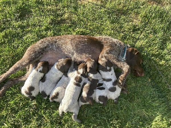 Wirehaired Pointing Griffon